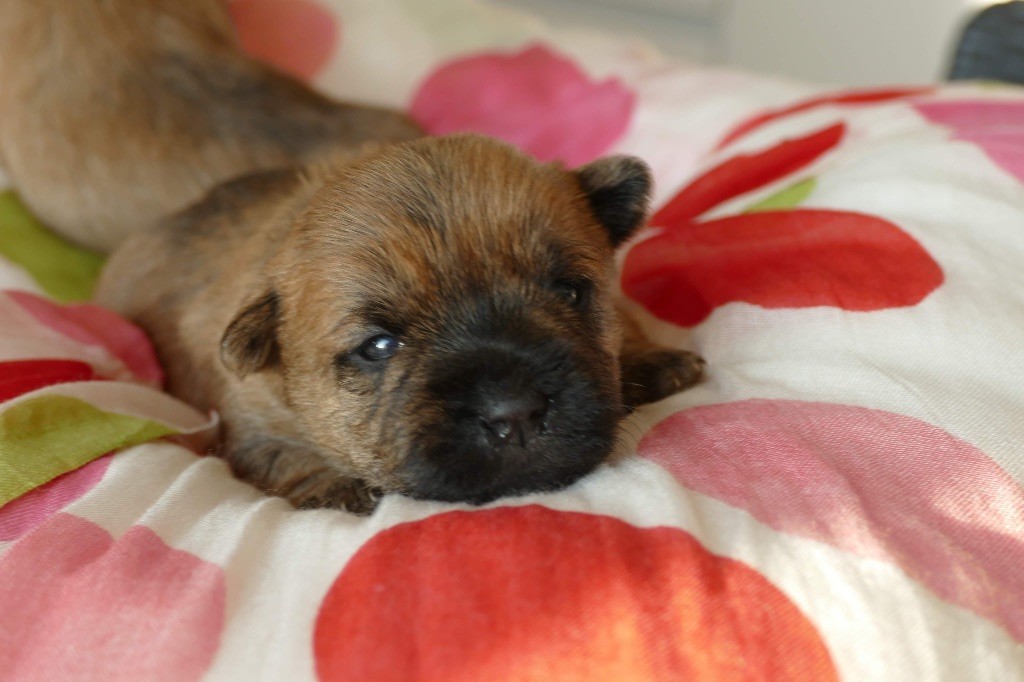 De malaga - Chiots disponibles - Cairn Terrier
