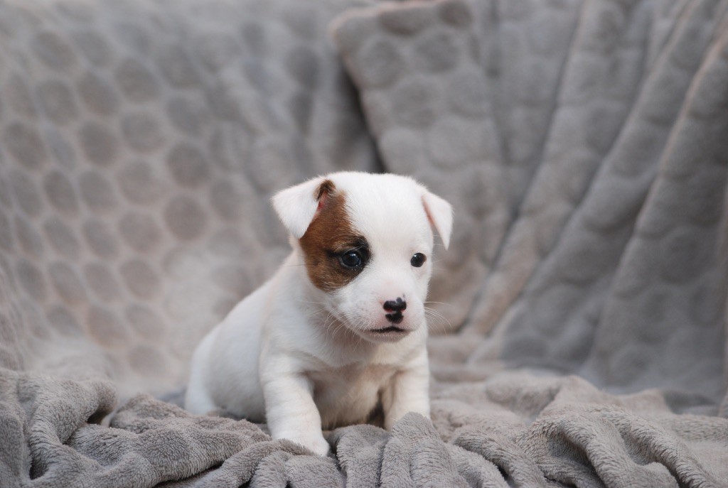 De malaga - Chiots disponibles - Jack Russell Terrier