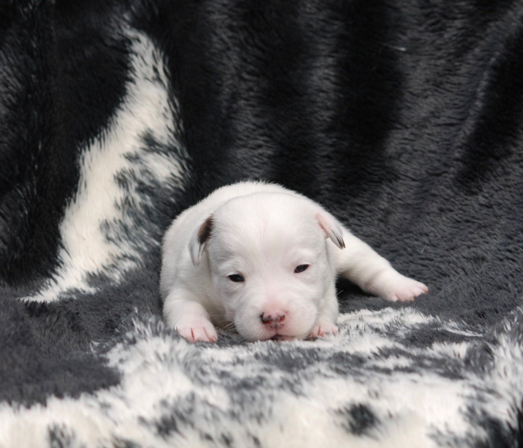 Achille