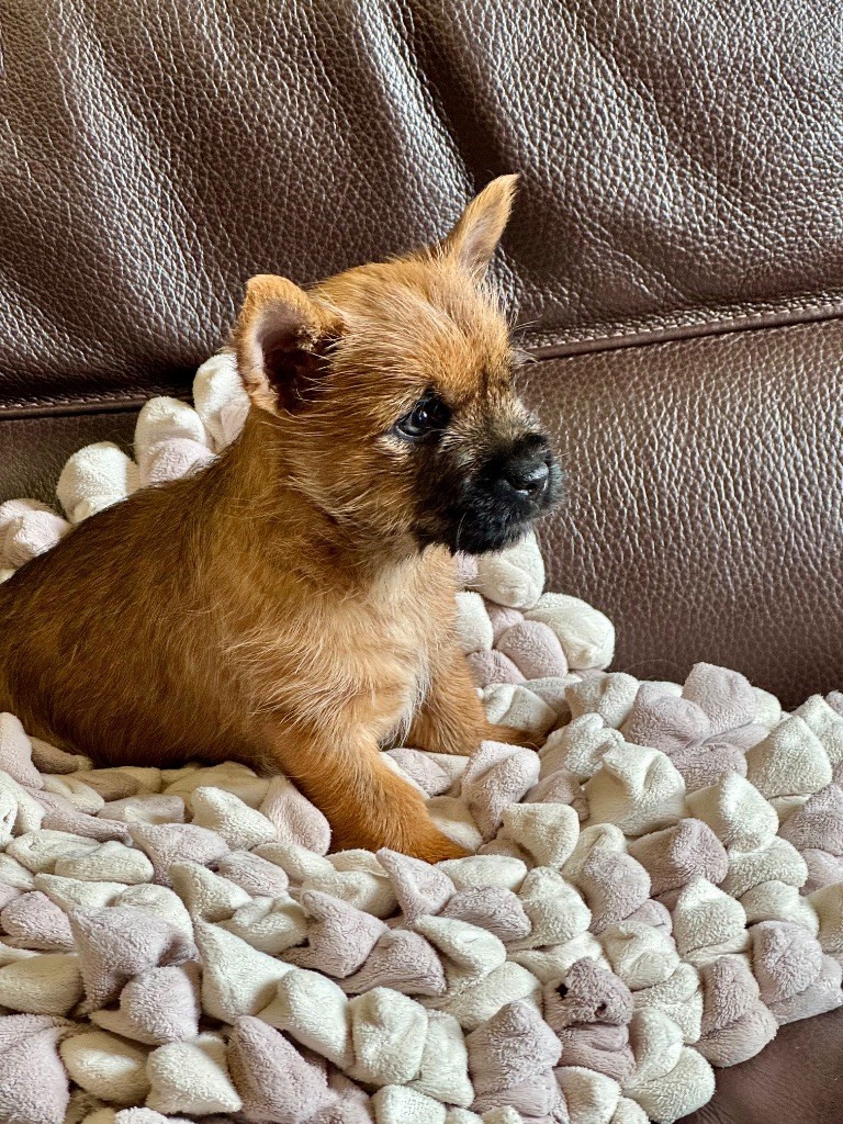 De malaga - Chiots disponibles - Cairn Terrier