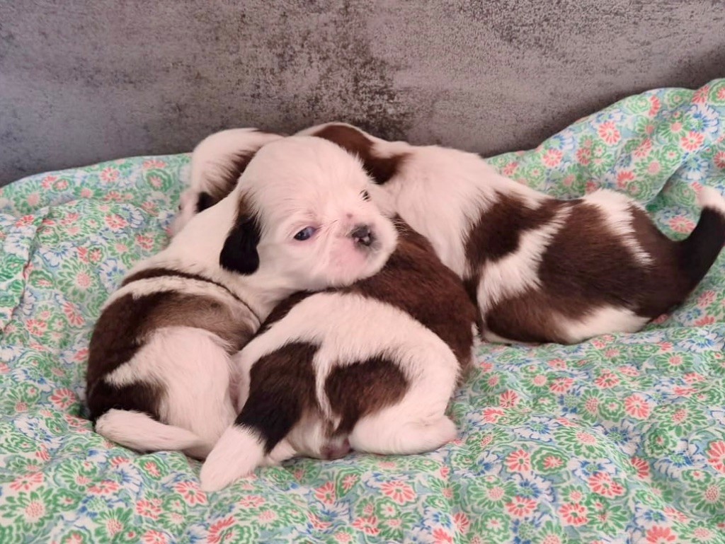 De malaga - Chiots disponibles - Shih Tzu