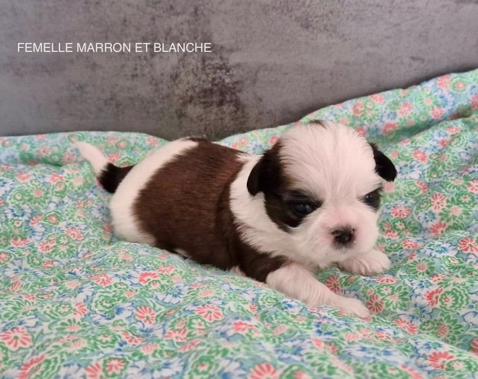 De malaga - Chiots disponibles - Shih Tzu