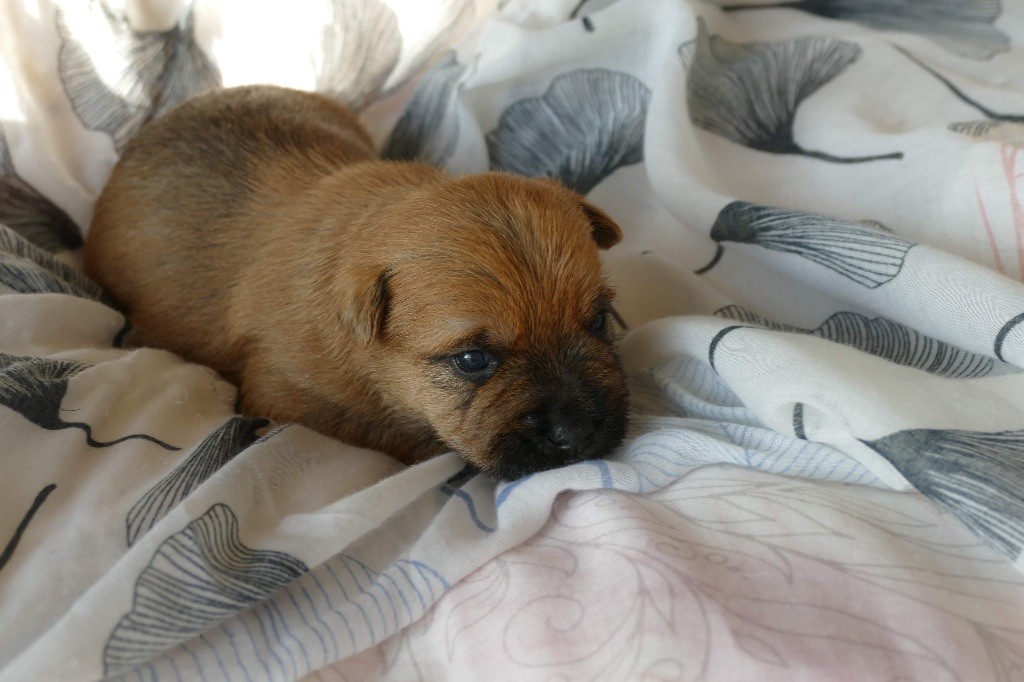 De malaga - Chiots disponibles - Cairn Terrier