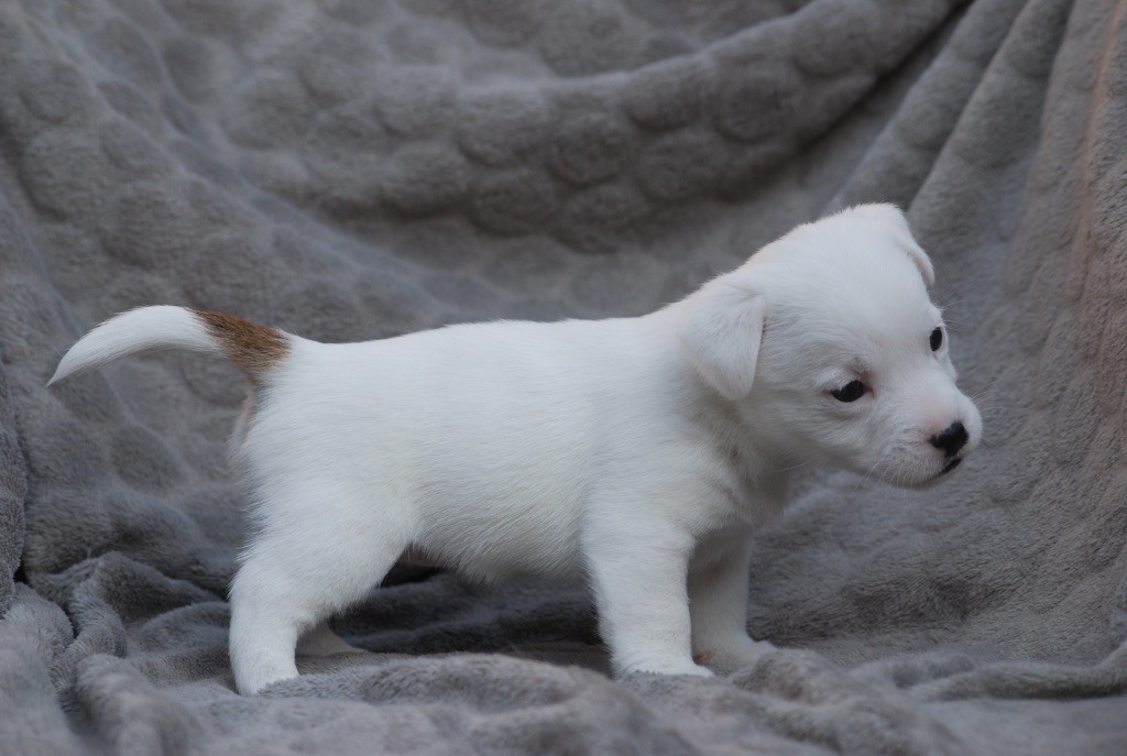 De malaga - Chiots disponibles - Jack Russell Terrier