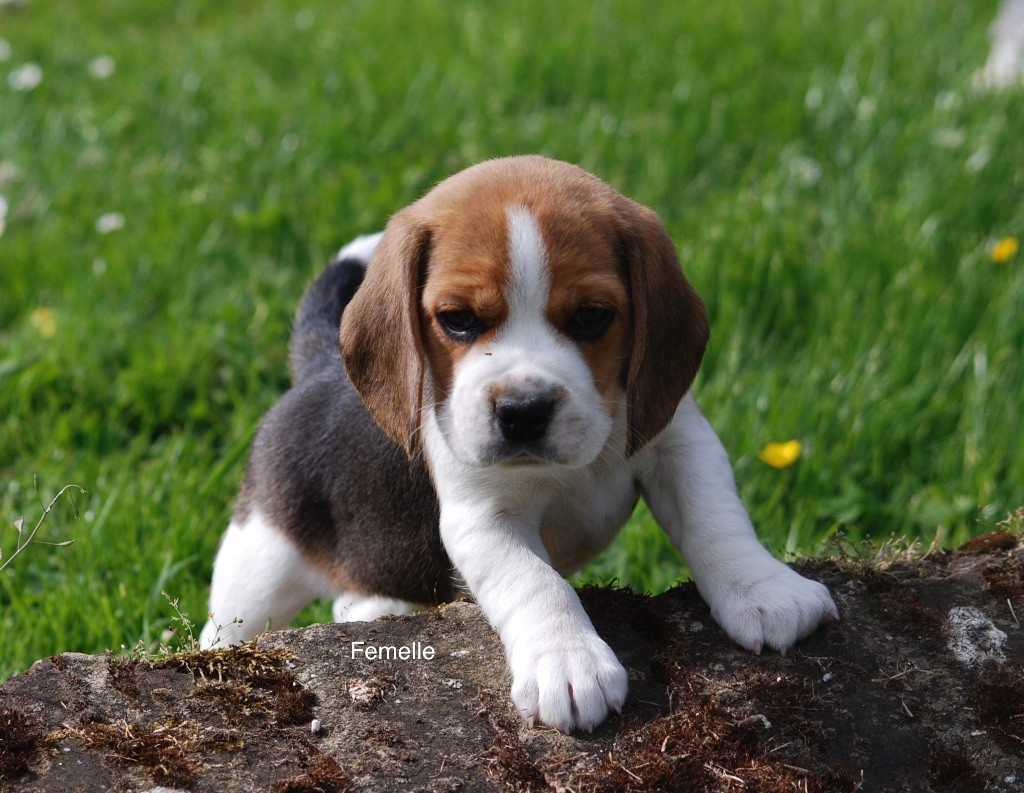 De malaga - Chiots disponibles - Beagle