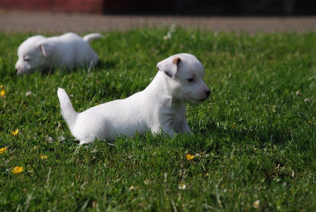 De malaga - Chiots disponibles - Jack Russell Terrier
