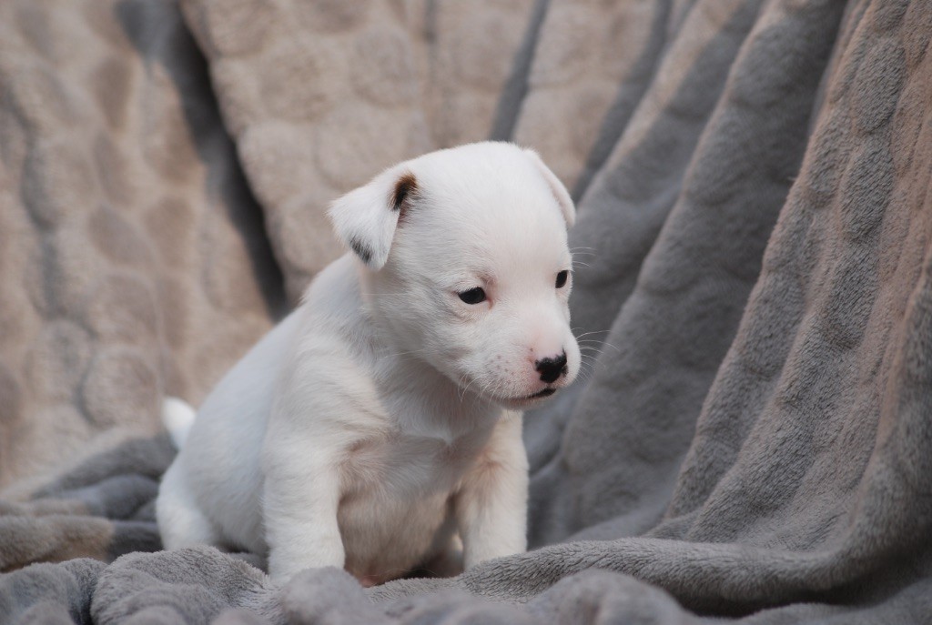 De malaga - Chiots disponibles - Jack Russell Terrier